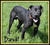 Bandit: Fostered