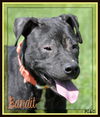 Bandit: Fostered