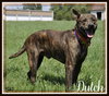 Dutch: Shelter