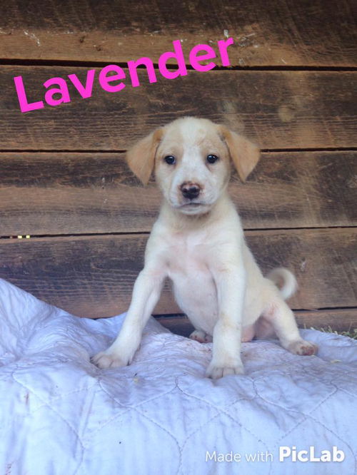 Sage's Puppy: Lavender: Fostered