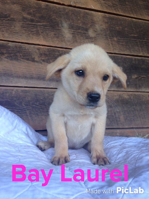 Sage's Puppy: Bay Laurel: Fostered