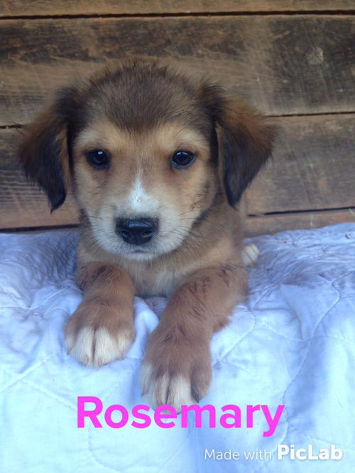 Sage's Puppy: Rosemary: Fostered