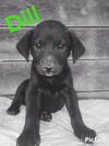 Sage's Puppy: Dill: Fostered