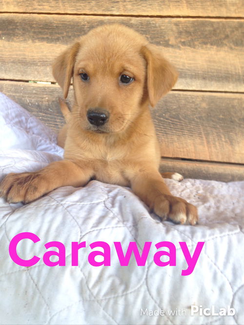 Sage's Puppy: Caraway: Fostered