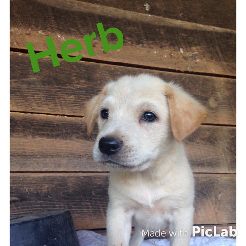 Sage's Puppy: Herb: Fostered