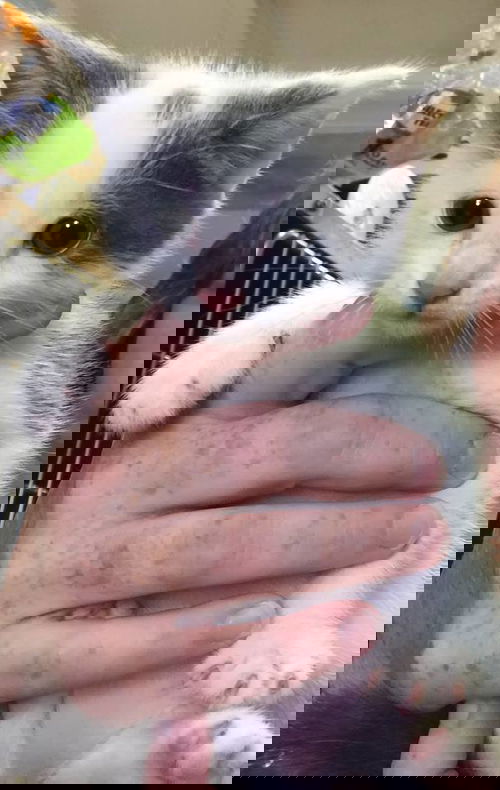 Tiney-Shelter