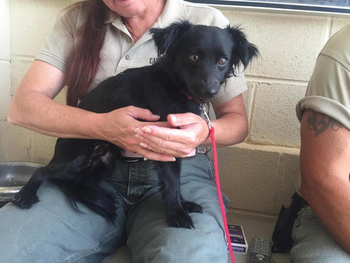 Dobby-Fostered