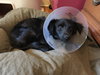 Dobby-Fostered