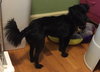 Dobby-Fostered