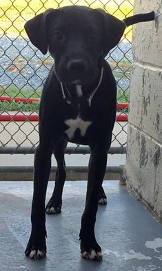 Tink (lab): shelter