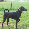 Tink (lab): shelter