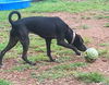 Tink (lab): shelter