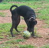 Tink (lab): shelter