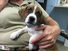 Droopy-fostered