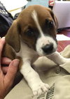 Droopy-fostered