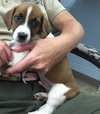 Droopy-fostered