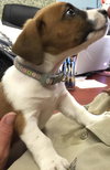 Droopy-fostered