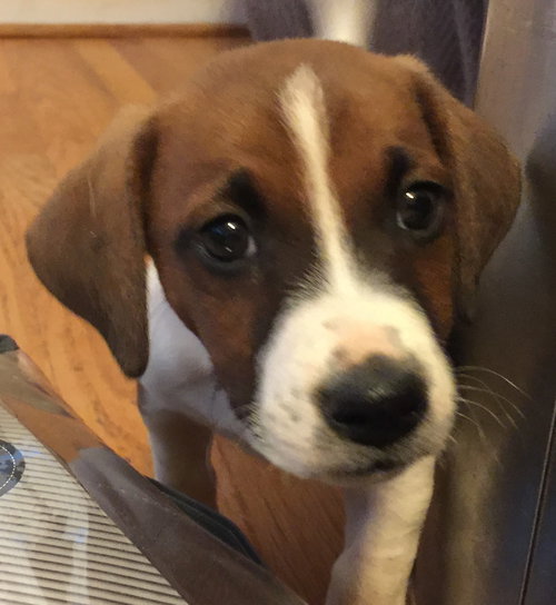 Droopy-fostered
