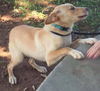 Emmy-Fostered