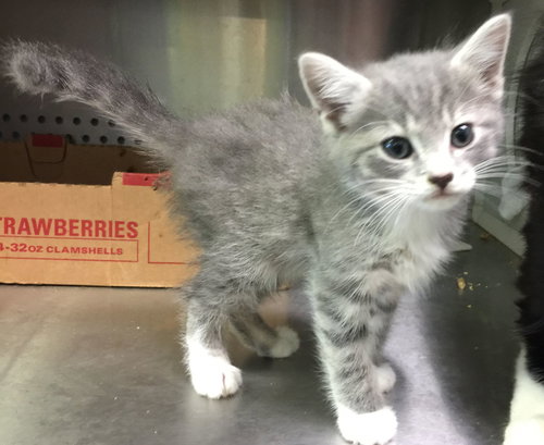 Tux's Baby 1-Shelter
