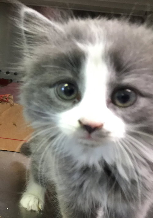 Tux's Baby 2-Shelter