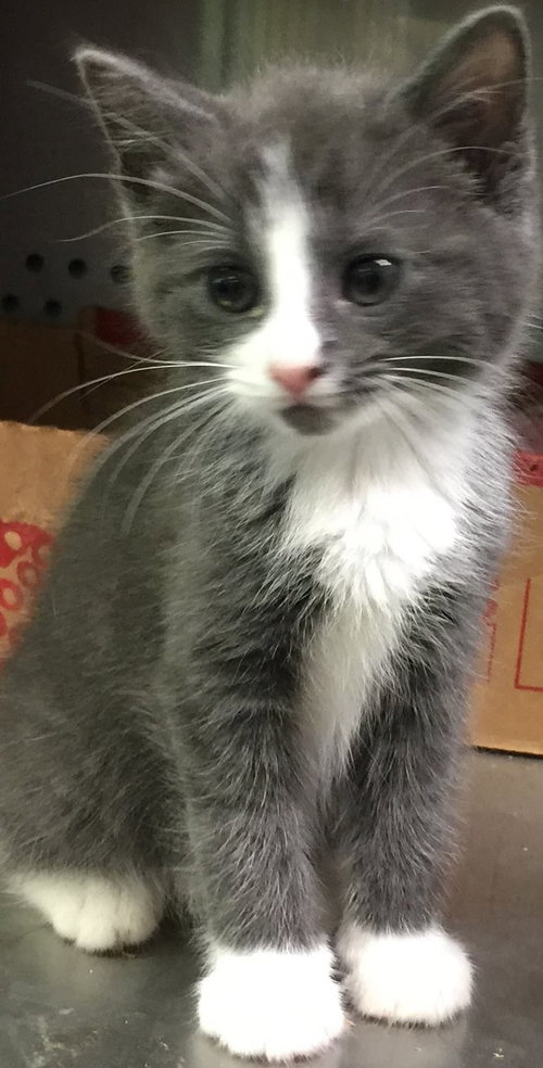 Tux's Baby 3-shelter