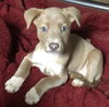 Bella's Ginger-Fostered