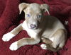 Bella's Ginger-Fostered