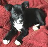 Bella's Pepper-Fostered