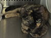 Wilma-Shelter