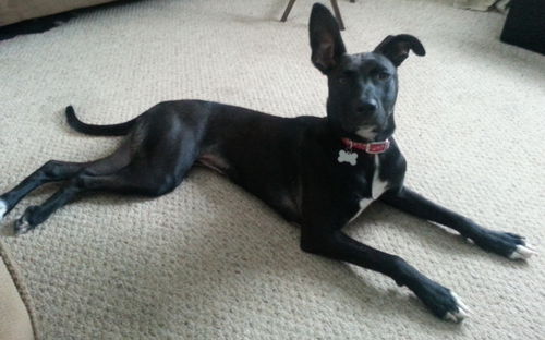 Piper: Fostered
