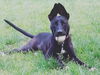 Piper: Fostered