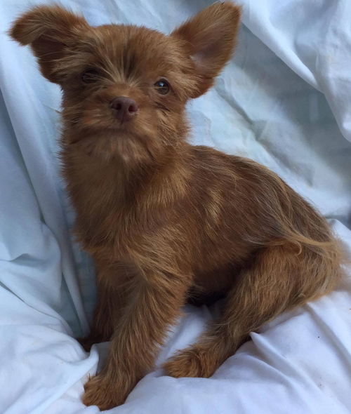 Electra-fostered