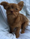 Electra-fostered