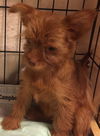 Electra-fostered