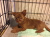 Electra-fostered