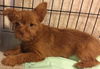 Electra-fostered