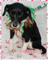 Wesley-Fostered