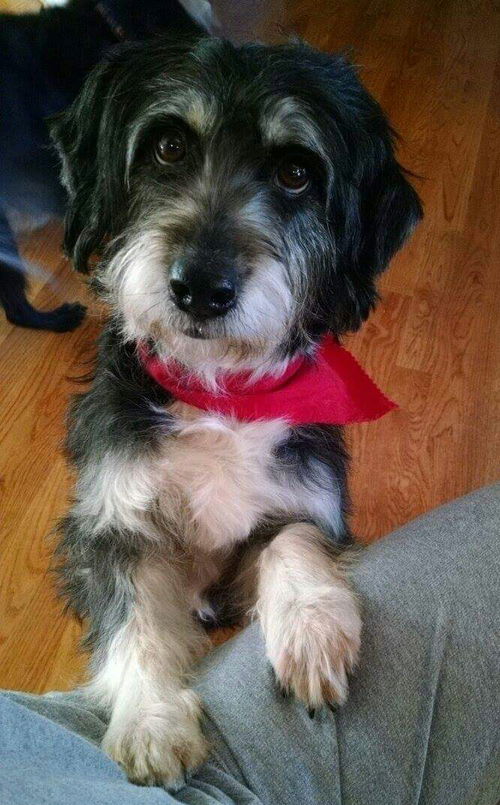 Poppy-Fostered