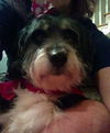 Poppy-Fostered