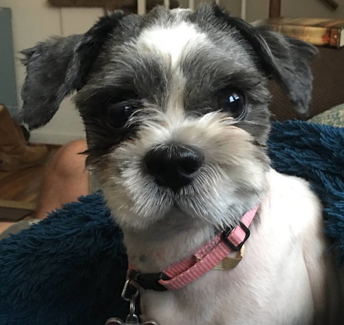 Max-Fostered