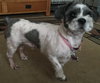Max-Fostered