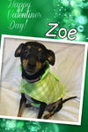 Zoe-Fostered