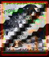 Tippy-Shelter