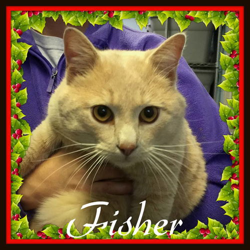 Fisher-Please visit him at PetSmart