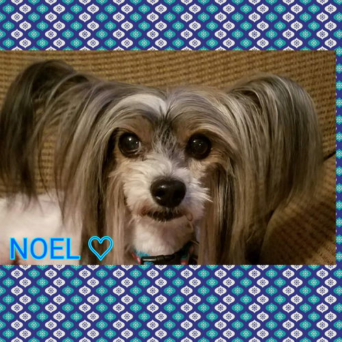 Noel-Fostered