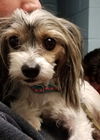 Noel-Fostered