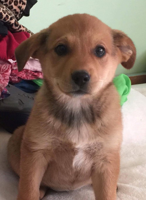 Twiggy-Fostered
