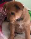 Twiggy-Fostered