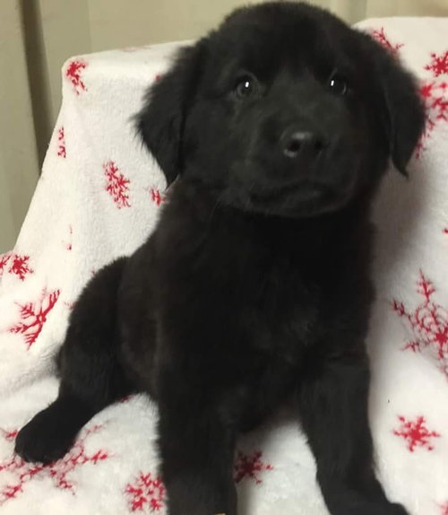 Denver-Fostered